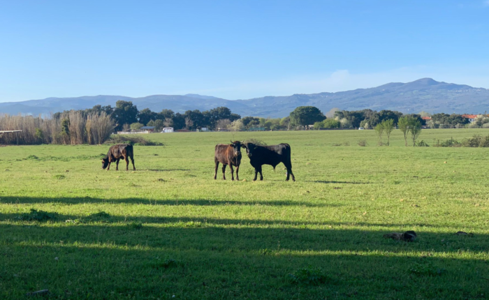 Agriturismo parco della Maremma Alberese, la stella della terra