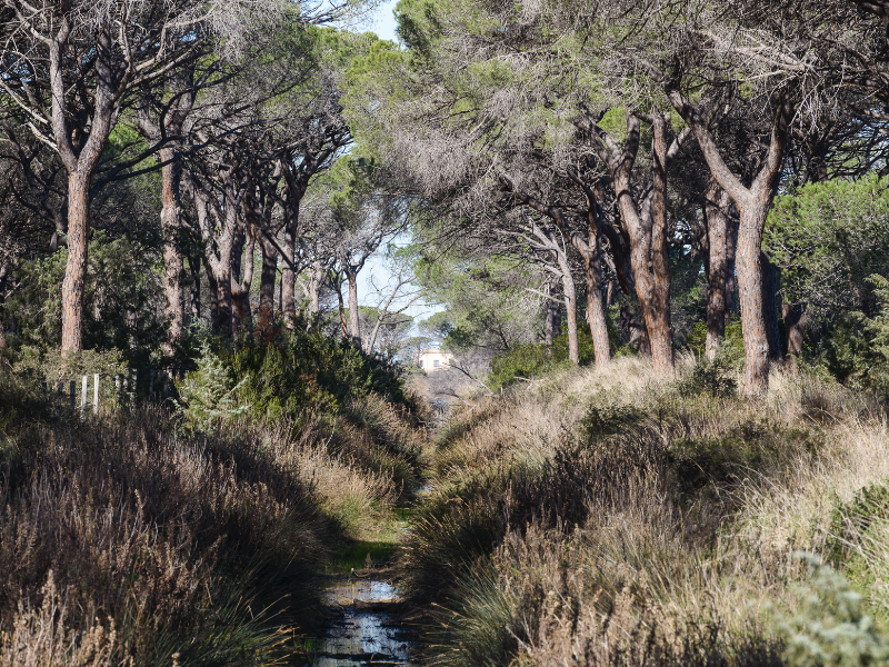 escursioni parco della maremma agriturismo alberese la stella della terra